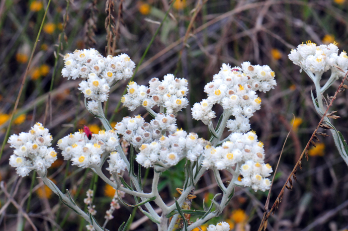 Western Pearly Everlasting is a native perennial sub-shrub that grows up to 3 feet tall. Anaphalis margaritacea